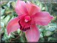 maroon red pink orchid flower picture