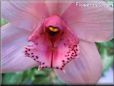 pink maroon spotted orchid picture