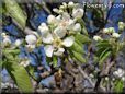 pears tree blossom pictures