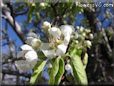 pears trees blossom pictures