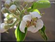 pear tree blossoms pictures
