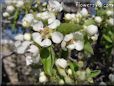pears tree blossom picture