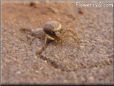 brown yellow and white crab spider pictures