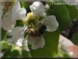 honey bee picture