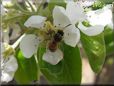 honey bee picture