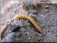 insect larva picture