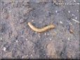 insect larva picture