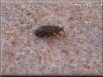 small black beetle picture