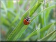 ladybug picture