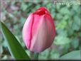 pink red tulip picture