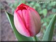 tulip picture