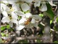 honeybee picture