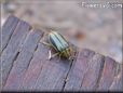 musturd bug beetle