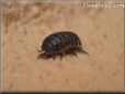 rolly polly bug picture