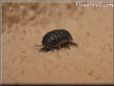 rolly polly pictures