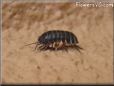 rolly polly picture