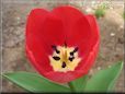 red tulip picture