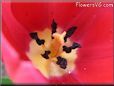 red tulip picture