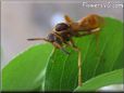 maroon wasp