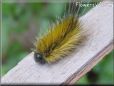 fuzzy yellow caterpillar pictures