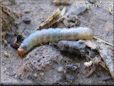 insect larva pictures