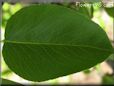 pear tree leaf picture