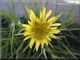 yellow salsify picture