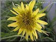 yellow salsify picture