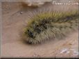 black gold hairy caterpillar photo