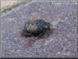 brown black beetle picture
