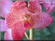 flower orchid picture