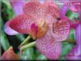 flower orchid picture