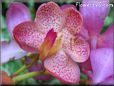 orchid flower picture
