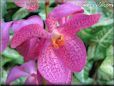 pink orchid picture