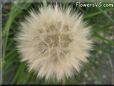 salsify seed head picture