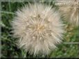 salsify seed head picture
