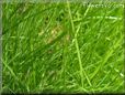 grass pictures