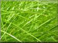 grass picture