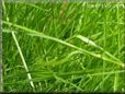 grass picture
