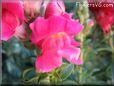 snapdragon picture
