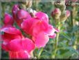 snapdragon pictures
