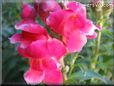 snap dragons picture