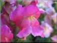 snap dragon pictures