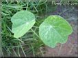  nasturtium seedling pictures