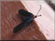 moth black
