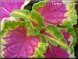 green purple coleus pictures