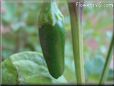 green jalapeno pepper