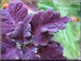 purple coleus pictures