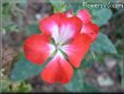 red white geranium flower