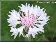 white pink bachelor flower pictures